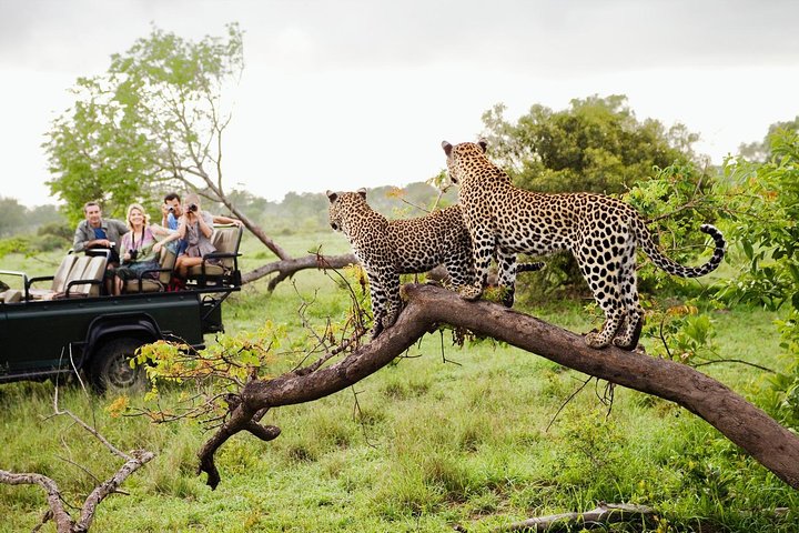 Wildlife Safari